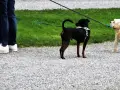 Czarny i jasny pies na smyczach, obok osoby. Czy pies musi być na smyczy? Tak, dla bezpieczeństwa.